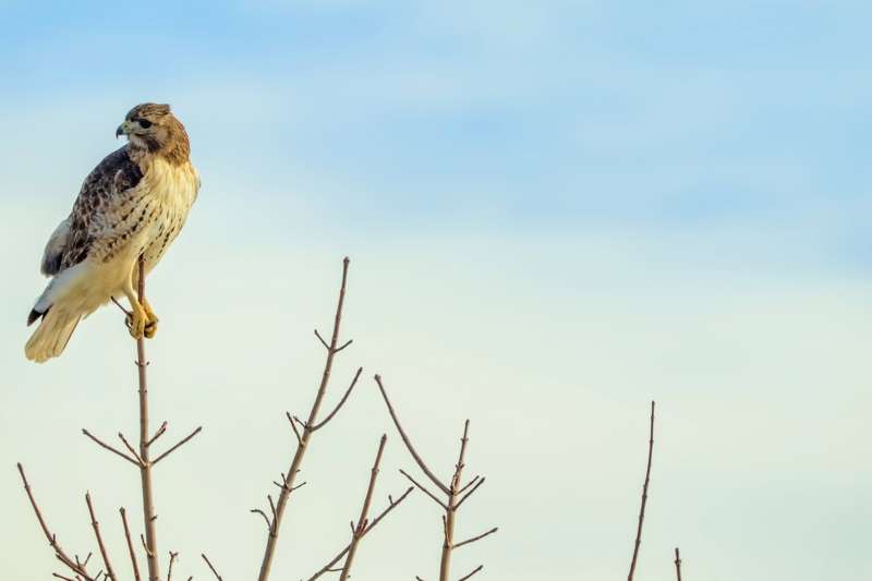 Red-Tailed Hawk- 00